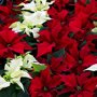 Kerstster